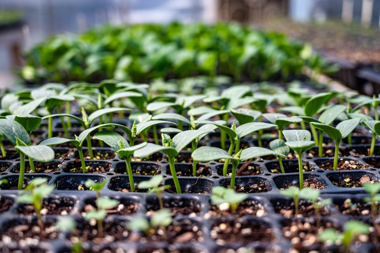 Plant the Seedlings